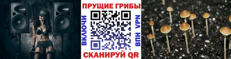 Галлюциногенные грибы Cubensis  Бирюч 